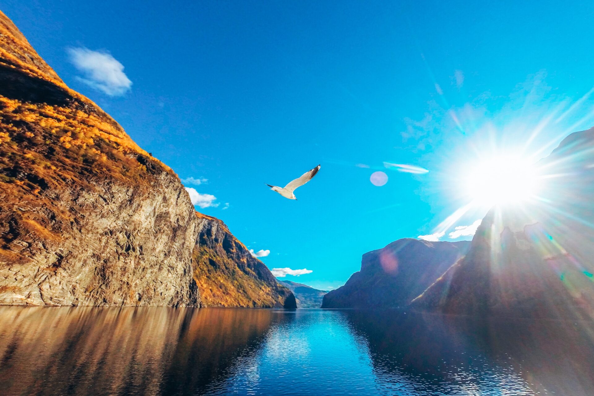 nærøyfjord fjord en norvege oiseau