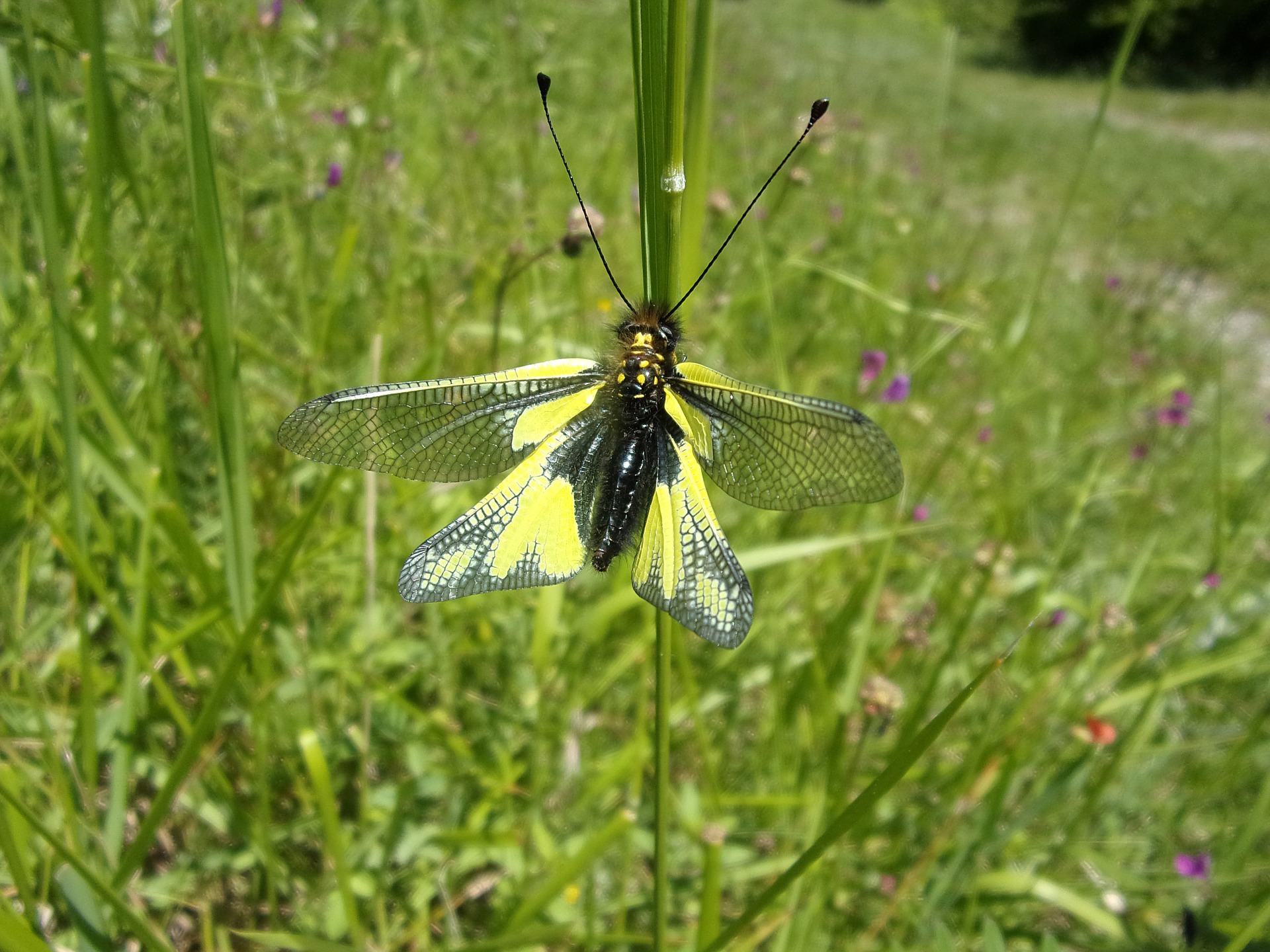 faune et flore france