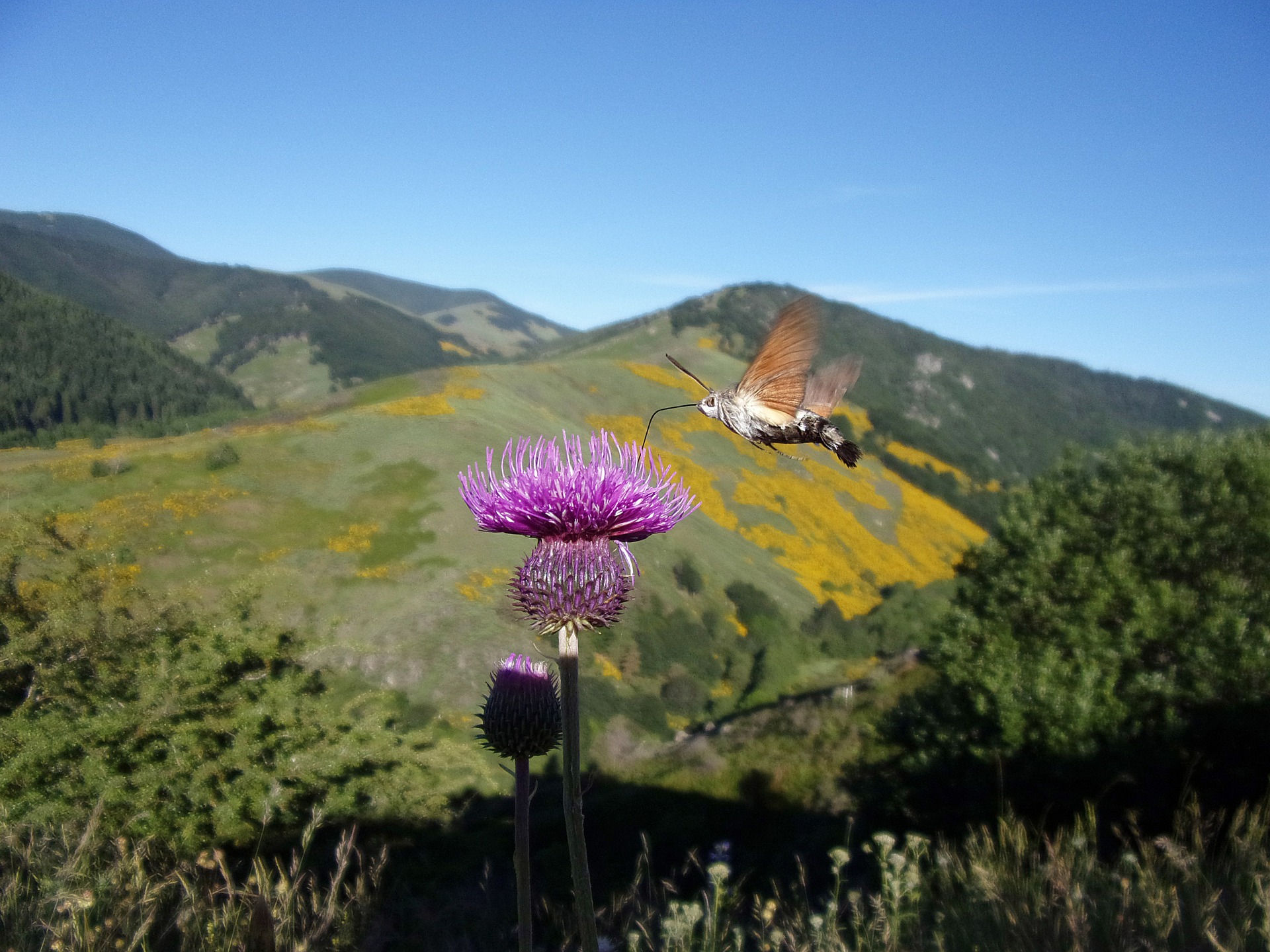 faune et flore en france