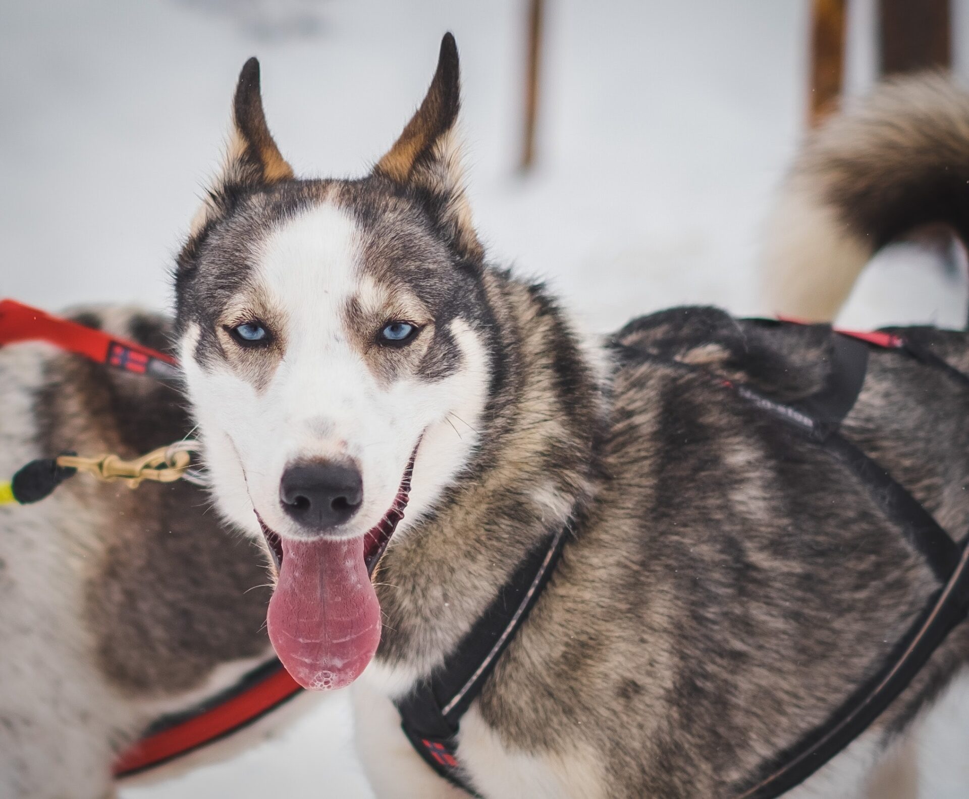 chien husky norvege laponie