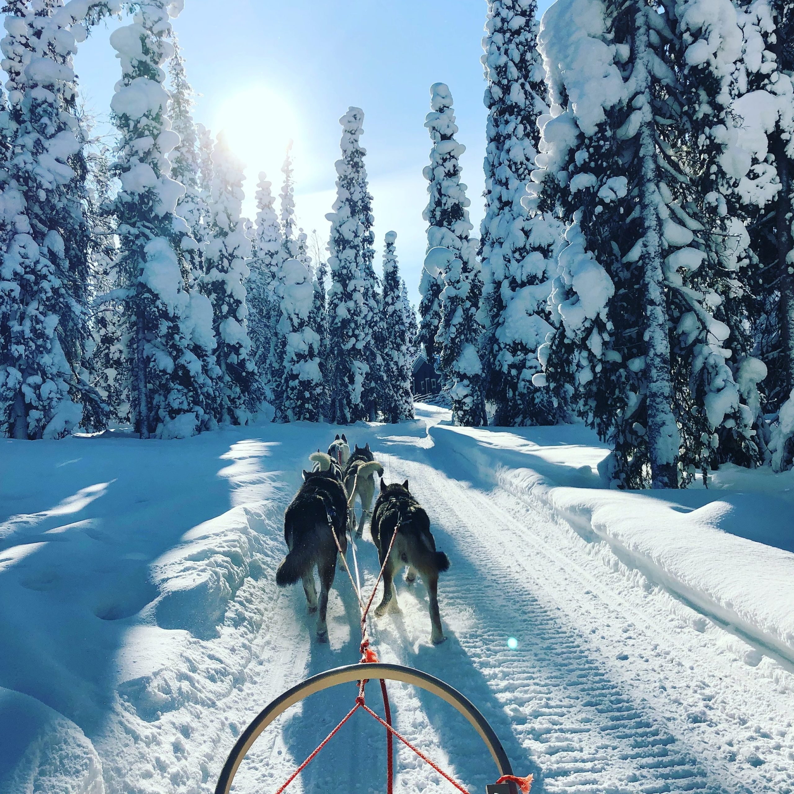 chien de traineau en norvege