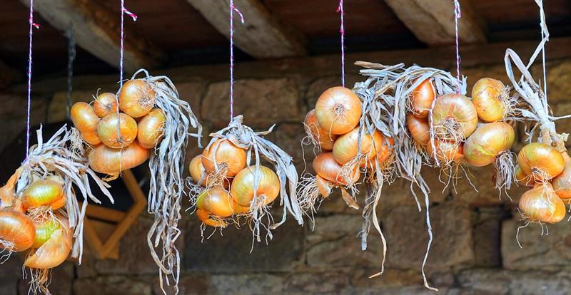 OIgnons suspendus