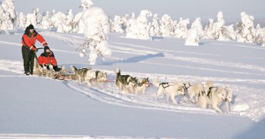 Laponie Husky