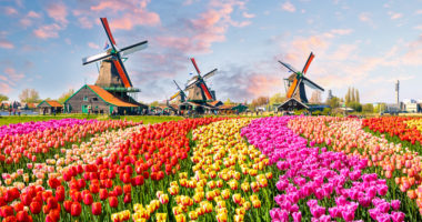 tulipes