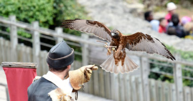AS_168100168 - Spectacle de rapaces
