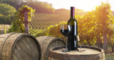 Ripe wine grapes on vines in Tuscany, Italy. Picturesque wine farm, vineyard. Sunset warm light