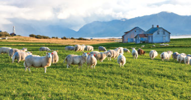 A flock of sheep grazing on the hill Irlande