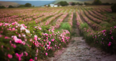 Pink tea rose for cosmetics and purfume industry. Oil producing.