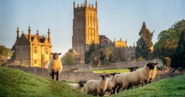 Cotswold sheep neer Chipping Campden in Gloucestershire with Church in background