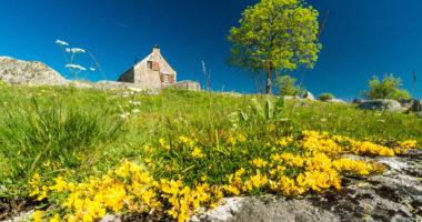 Yellow flowers, probably gold buttons in front of a house on the Aubrac plateau