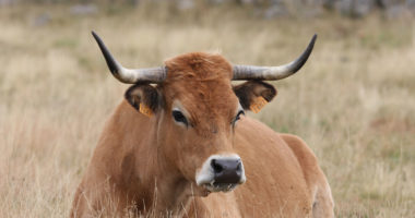 AS_29209914 - Bison