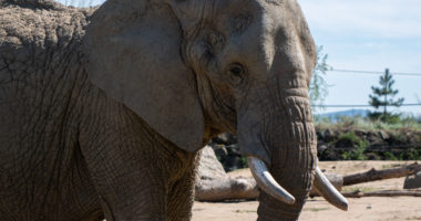 A closeup shot of an elephant in the at the Peaugres safari in France