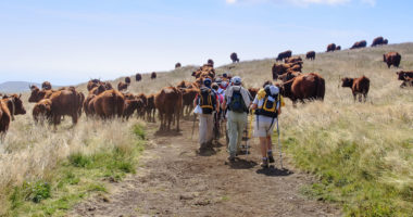 AS_83926162 - Randonneurs et vaches