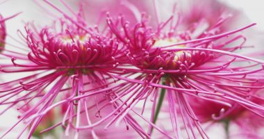 Chrysanthema-Lahr