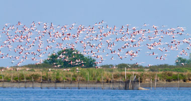 Flock of pink flamingos from 